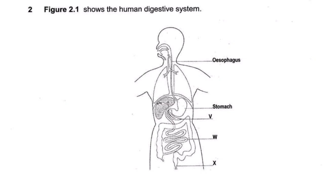 Human Digestive System || Biology exam Question Grade12 #biology