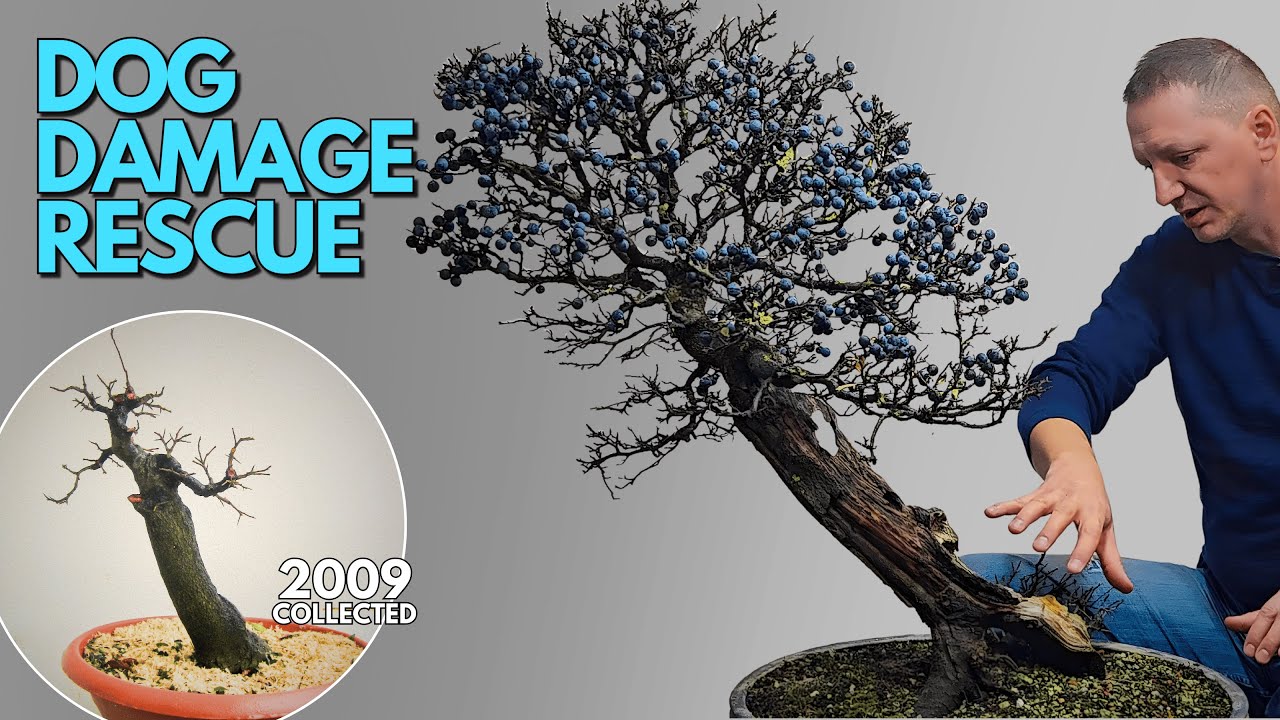 Prunus Spinosa Bonsai Winter Work & Dog Damage Deadwood Repair