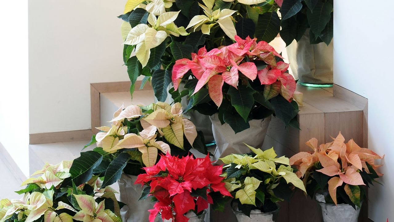 Variedades de Poinsettia o flor de Pascua y plantación - Decogarden - @Jardinatis