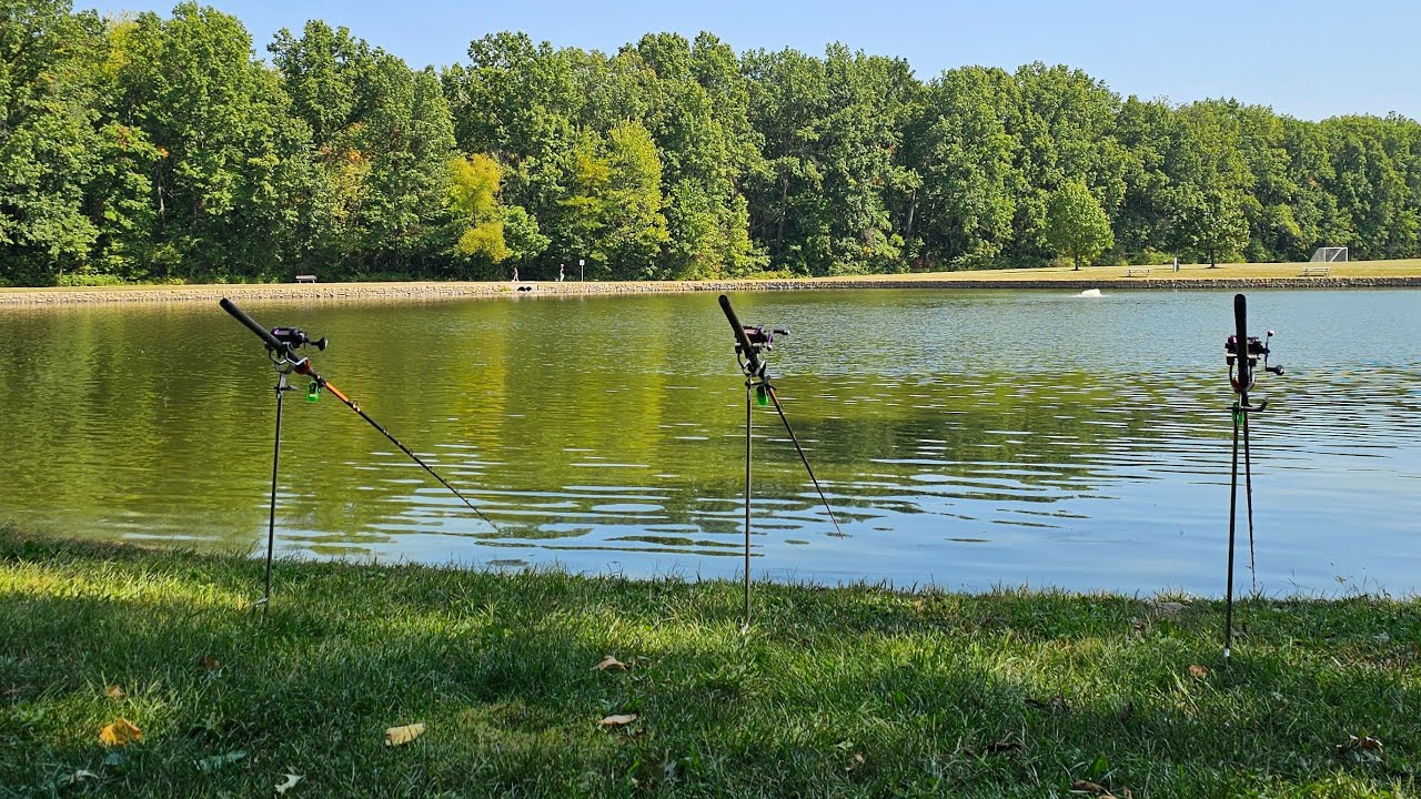 Live fishing for big carp koi and catfish