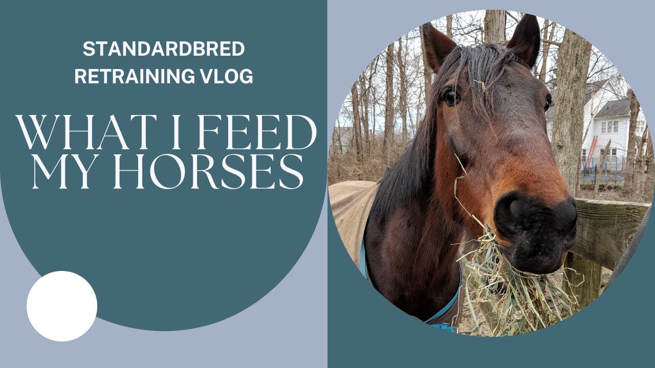 Standardbred Retraining Episode 5: My feeding program