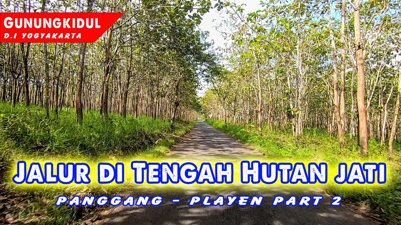 Panggang ke Playen Gunungkidul Part 2: Lorong Hutan Jati Eksotis