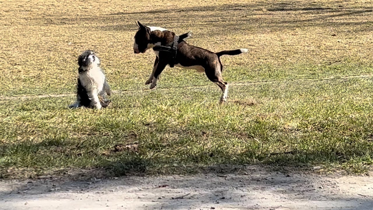 MINIATUR BULLTERRIER || AUSEINANDERSETZUNG MIT ANDEREN HUNDEN