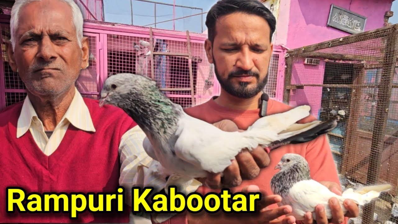 Rampuri Golden Kabootar | Rampuri Gajre Kabootar | Rampuri Gehre Kabootar | jaipurtonkpigeons