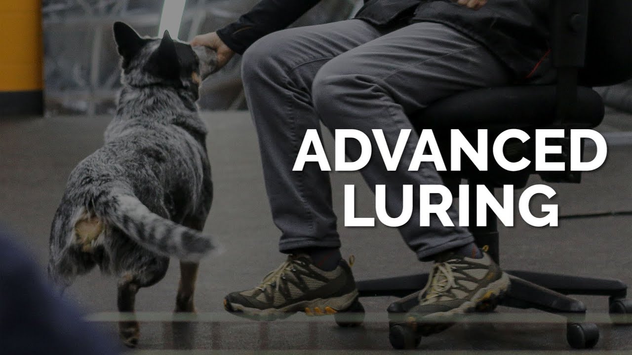 Advanced Luring