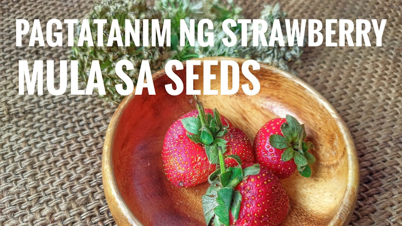 Paano magpatubo ng strawberry mula sa seeds | how to grow strawberries from Seeds #strawberry