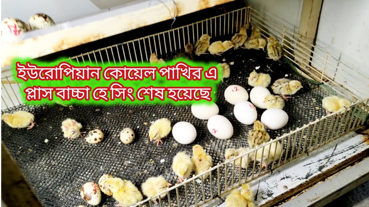 আলহামদুলিল্লাহ বাচ্চা হেচিং হয়ে গেছে কিছু বাচ্চা সে ল হয়ে গেছে 🐣