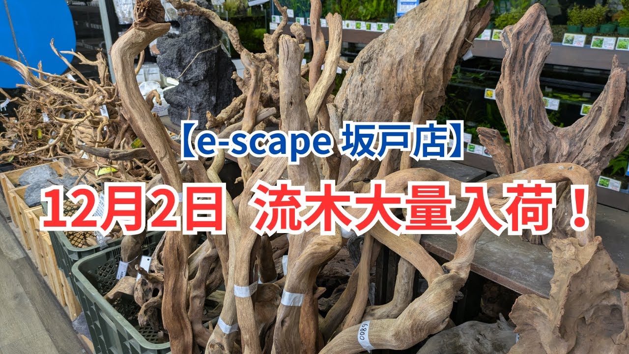 【e-scape坂戸店】流木大量入荷です！