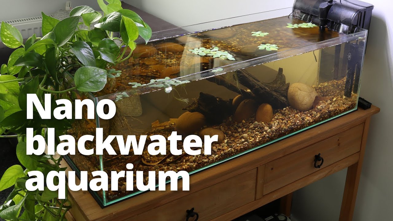 Nano blackwater aquarium build with neon tetras