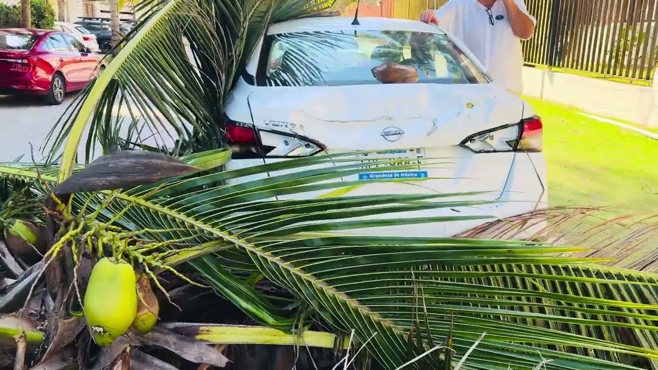 Bad Luck Palm Tree on Nissan Verso Mexico 🇲🇽