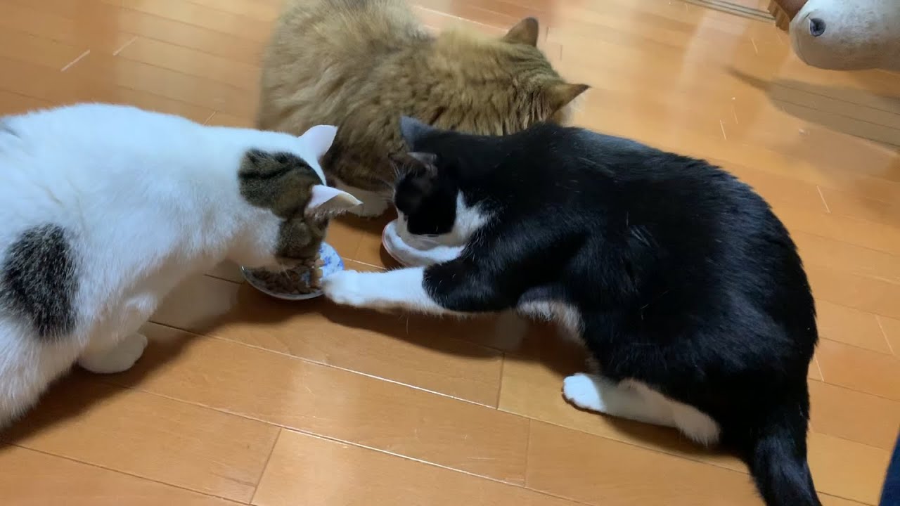 サッと奪われる猫