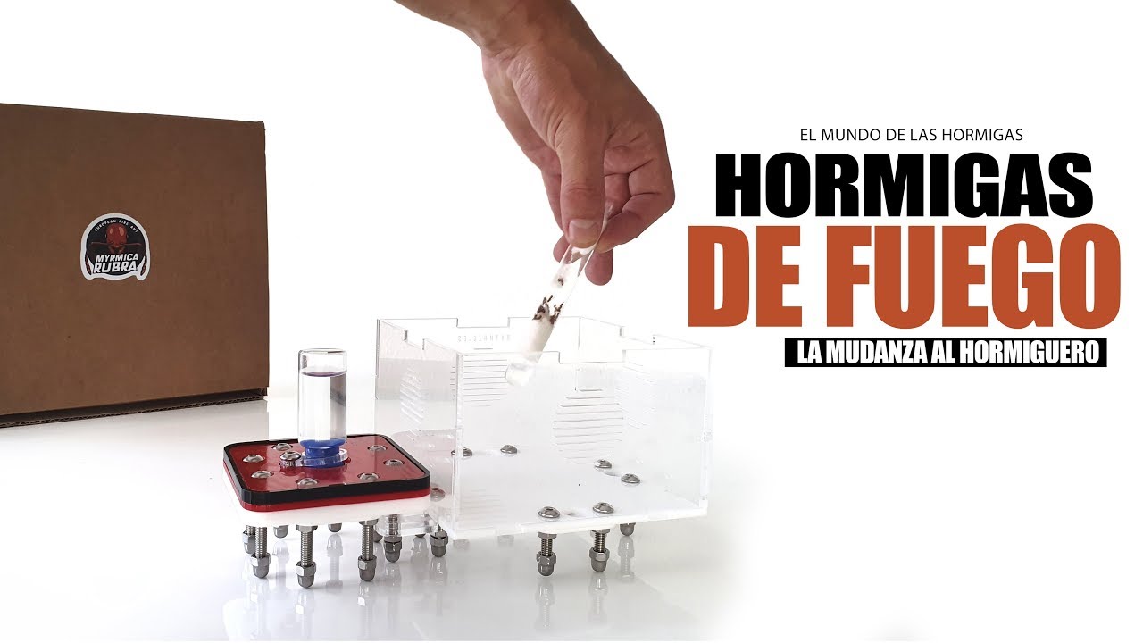 HORMIGAS DE FUEGO en mi casa 😱 La mudanza de las Myrmica rubra