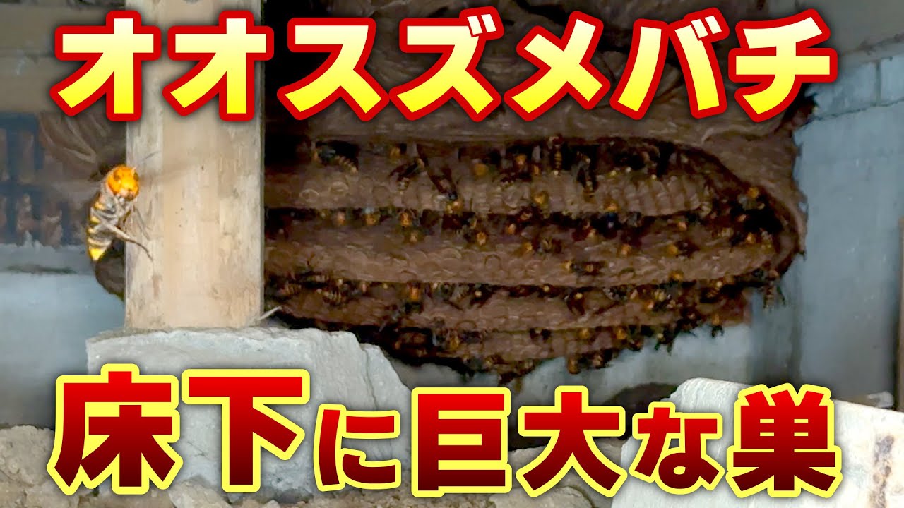 【超激レア動画】床下にスズメバチの巨大な巣を発見！プロが激闘の末に完全駆除！