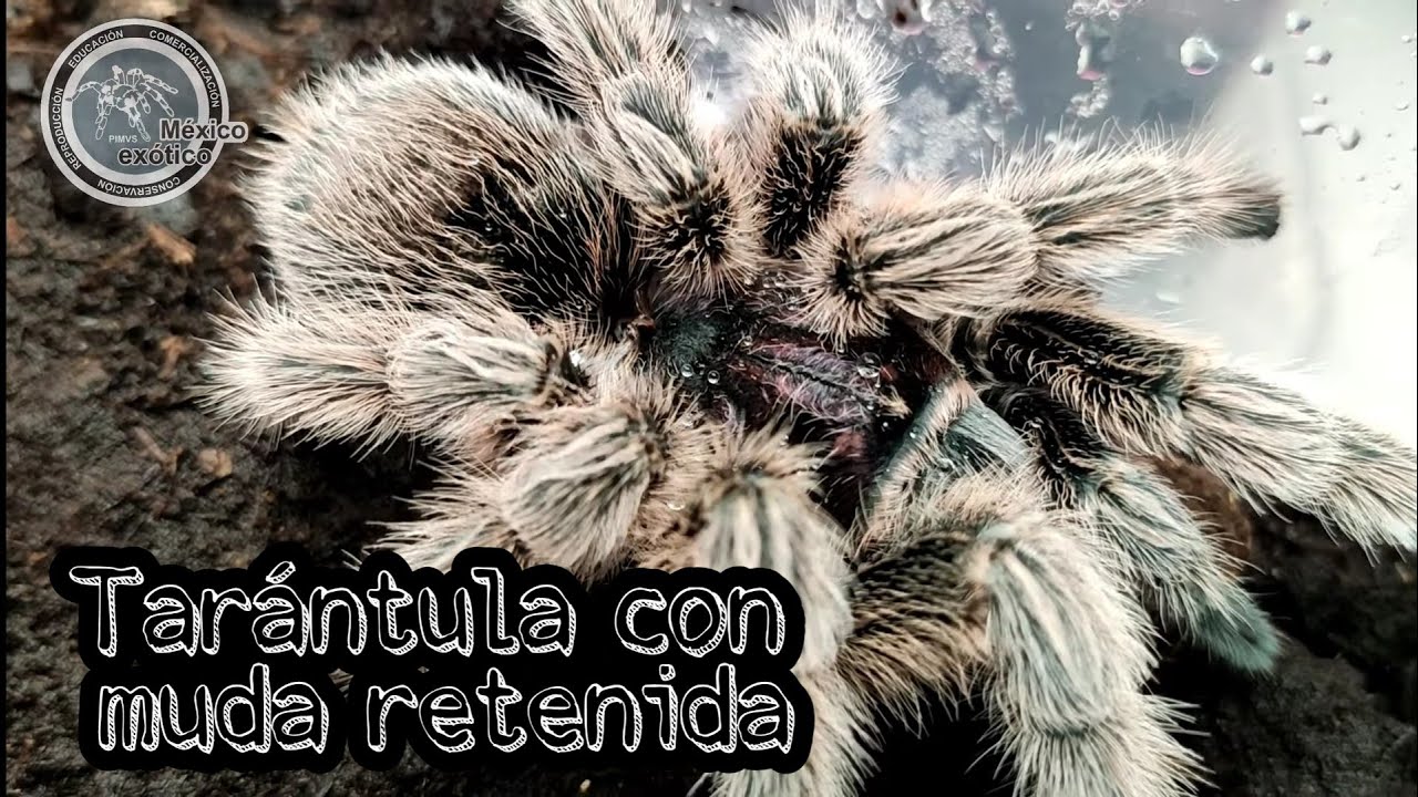Tarántula con muda retenida | México exótico | Víctor D