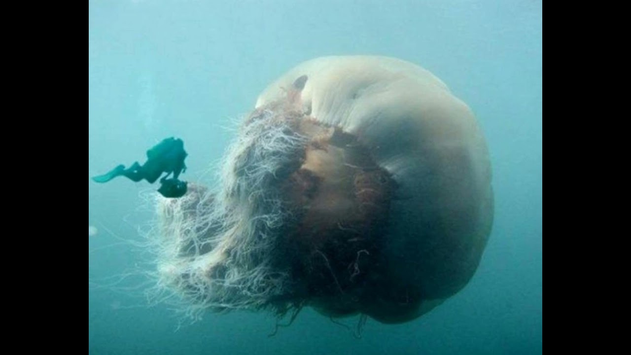 Thalassophobia Pictures with Wet Dry World music