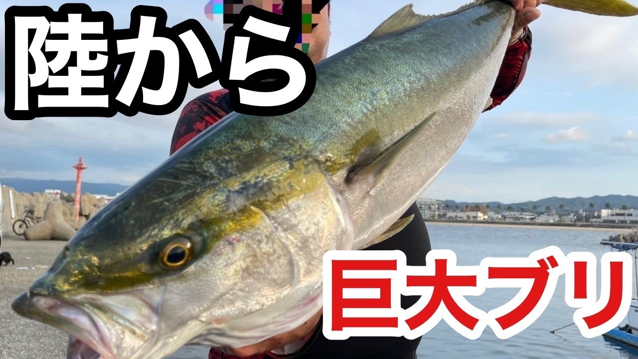 陸からルアーで超巨大ブリが釣れました！【ライトショアジギング】