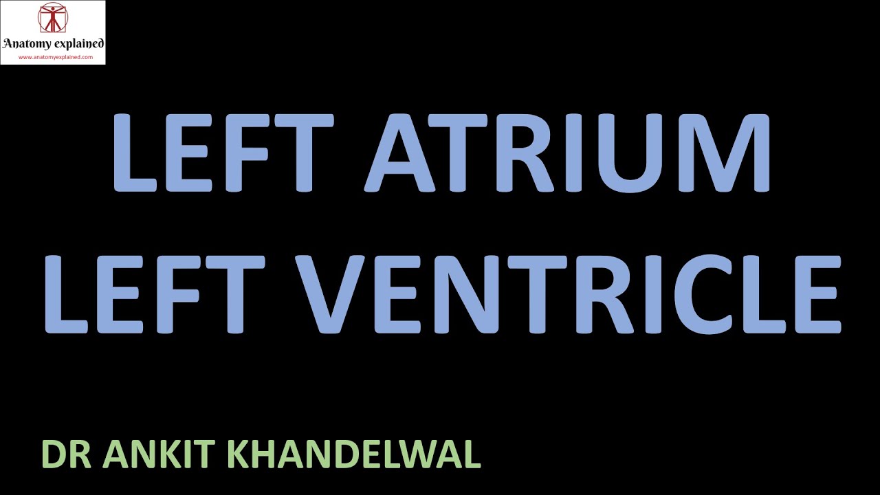 Left Atrium Left Ventricle II Anatomy Explained II Dr Ankit Khandelwal