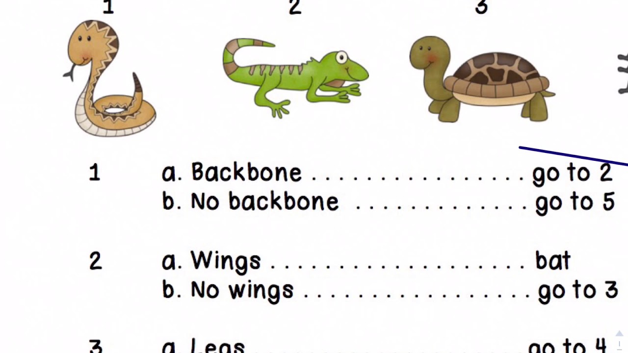 Using Dichotomous key