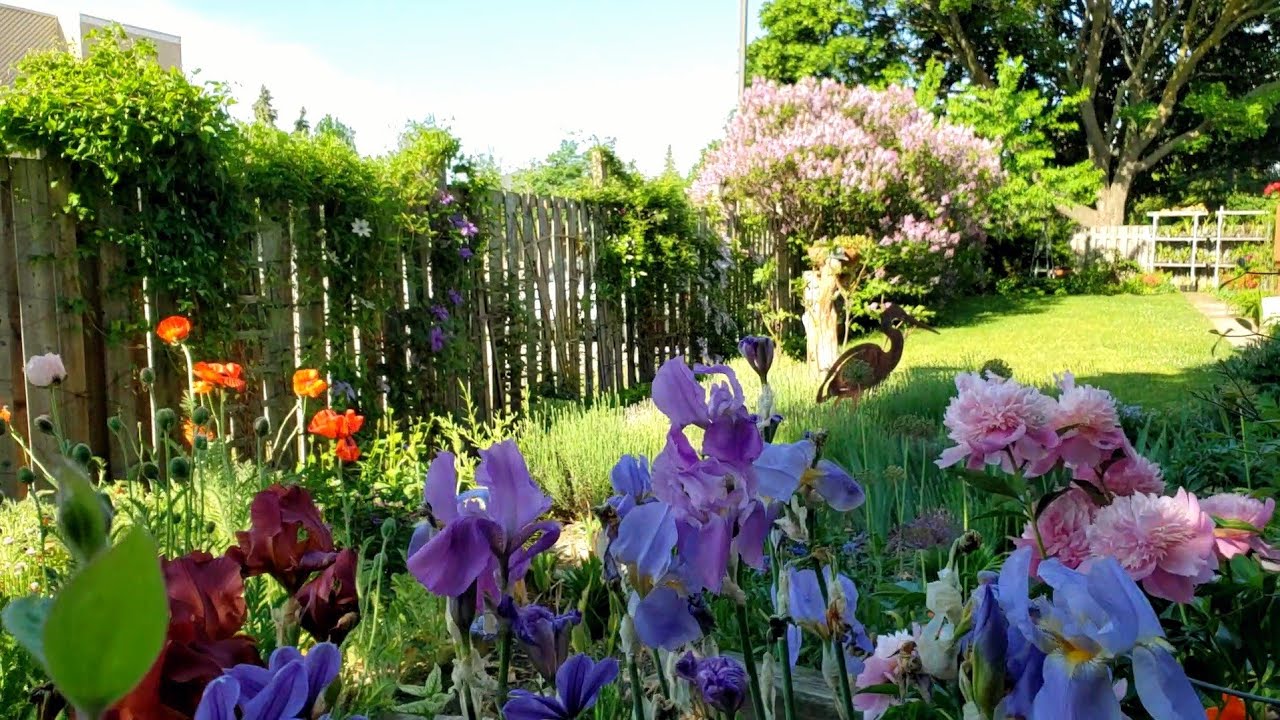 Sophie's Garden 6月初，我的小花园生机勃勃