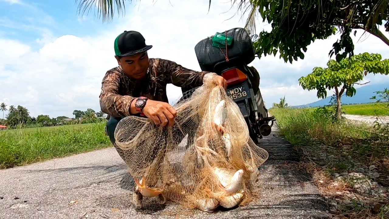 Sekali Campak Jala Penuh Lampam Merah Besar2 Tarikkan Yang Mengoncang Puas Hati Hasil s407