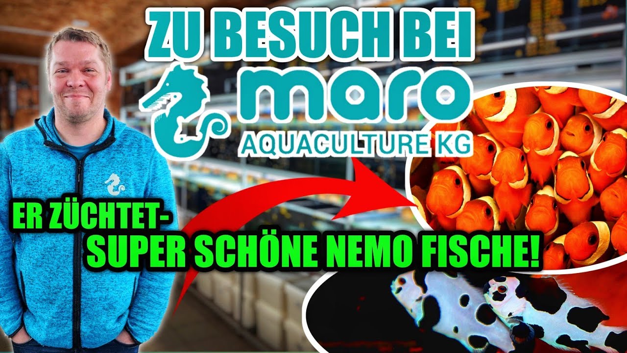 Zu Besuch bei Maro Aquaculture | Anemonenfische nachhaltig z&uuml;chten!