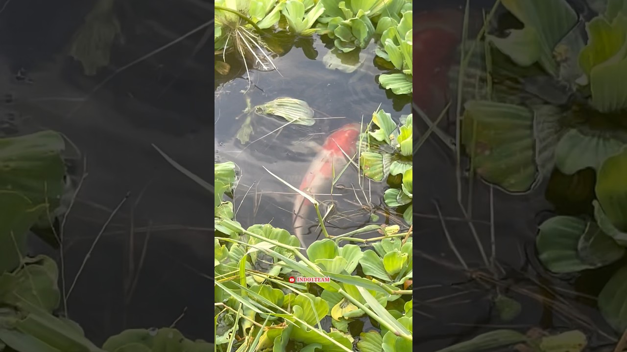 Mancing ikan mas koi dirawa tarikannya gacor banget🤤🔥
