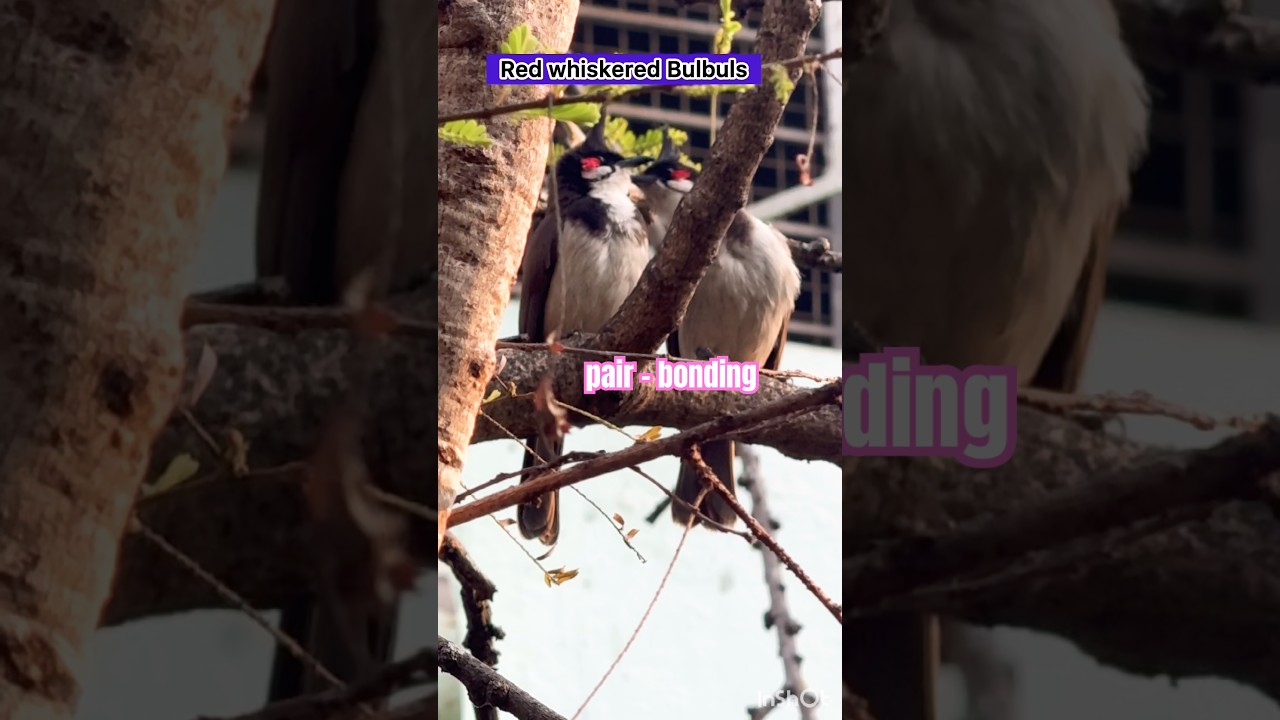 Red Whiskered Bulbul Pair-bonding#birds-courtship#bulbulpair#bulbulpairlove#birdslovemaking#shorts