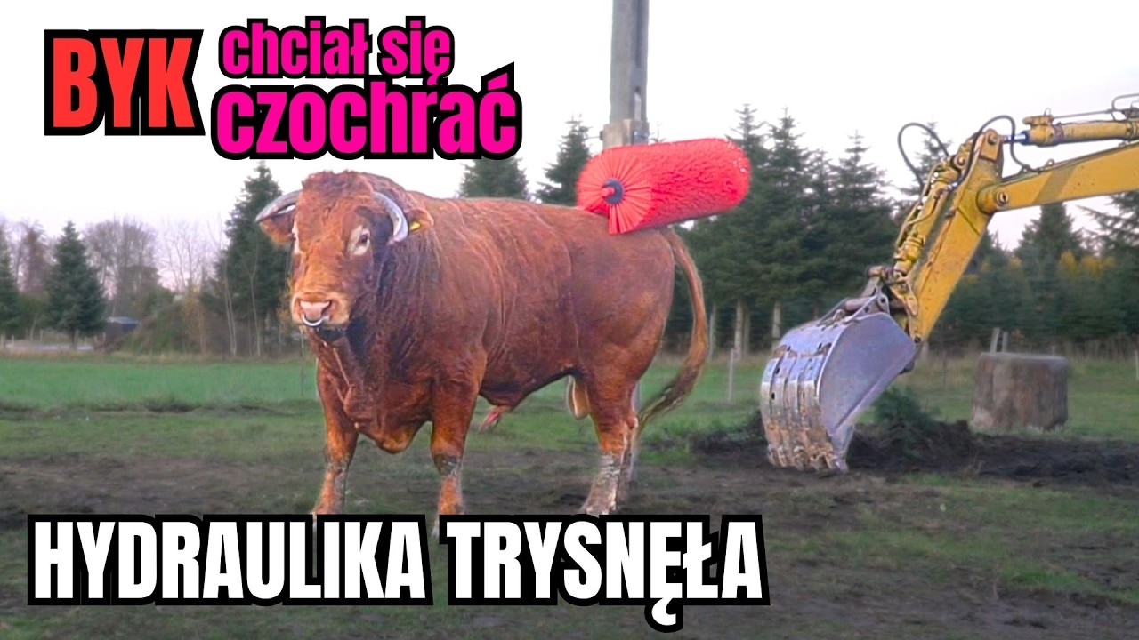HYDRAULIKA w koparce puściła, ale BYK ma nowy słup z CZOCHRADŁEM