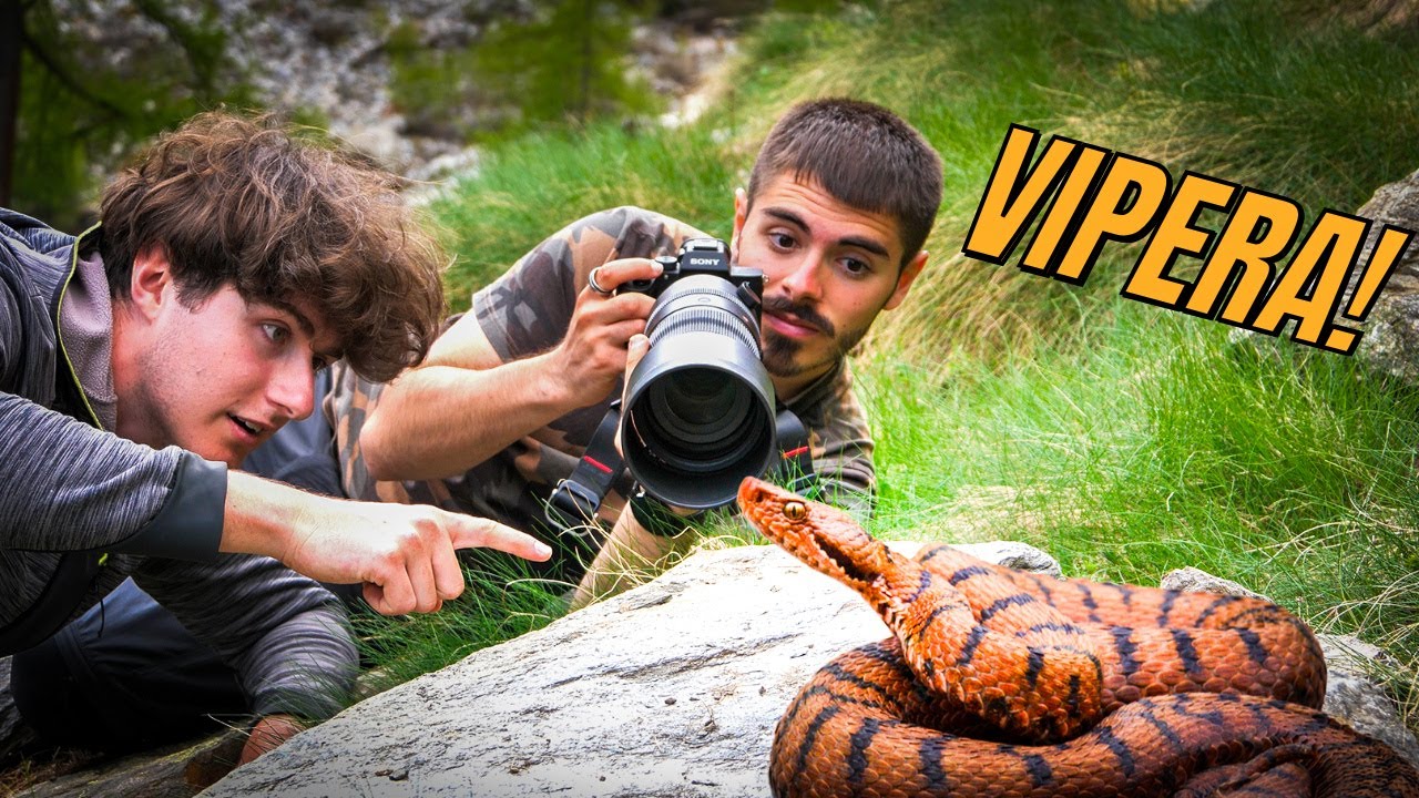 LA VIPERA, Il serpente più TEMUTO d'Italia 🐍