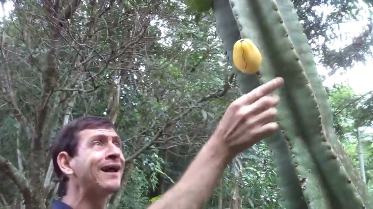 Mandacarú de fruta amarela (Cereus hildmannianus)