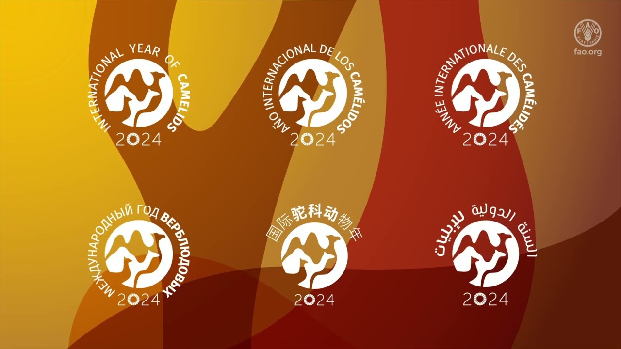 International Year of Camelids 2024 -  visual identity reveal