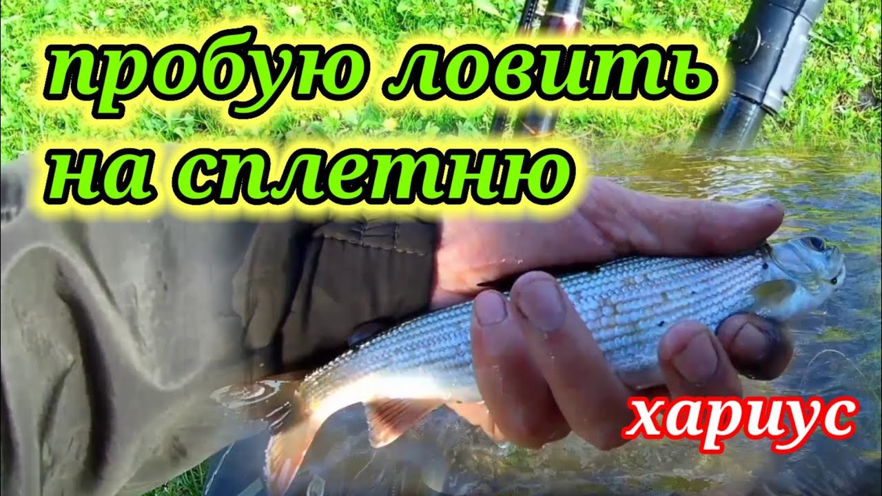Спрашивали про рыбалку на сплетню 👆 Рыбалка на Реке Бия на хариуса.