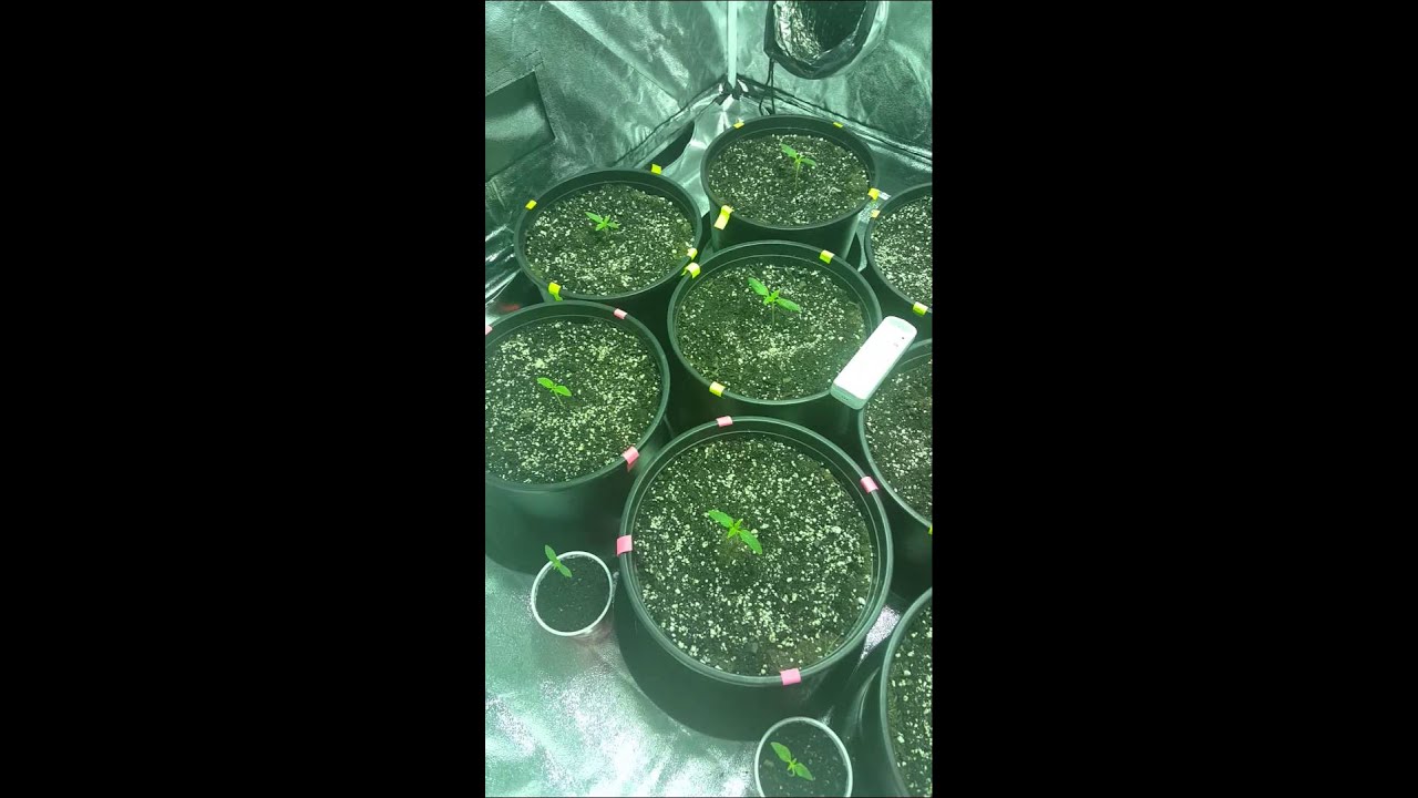 AUTO FLOWER THC BOMB