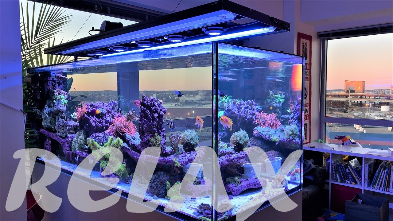 Relaxing Saltwater Aquarium Video with Music (Red Sea 650)