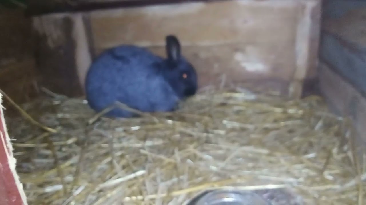 Wieczorny obrządek królików 🐇