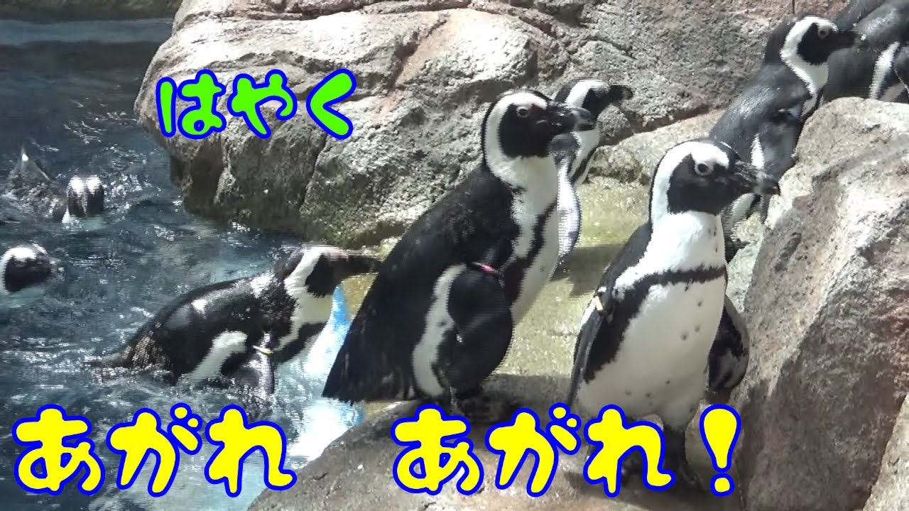 あわてて、プールから上がって来るペンギン達。(African penguin)【京都水族館】