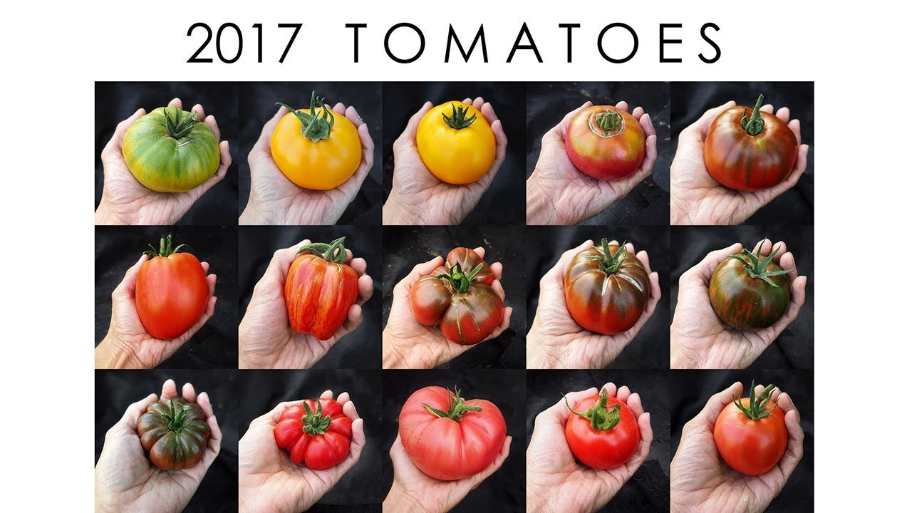2017 Tomato Tour