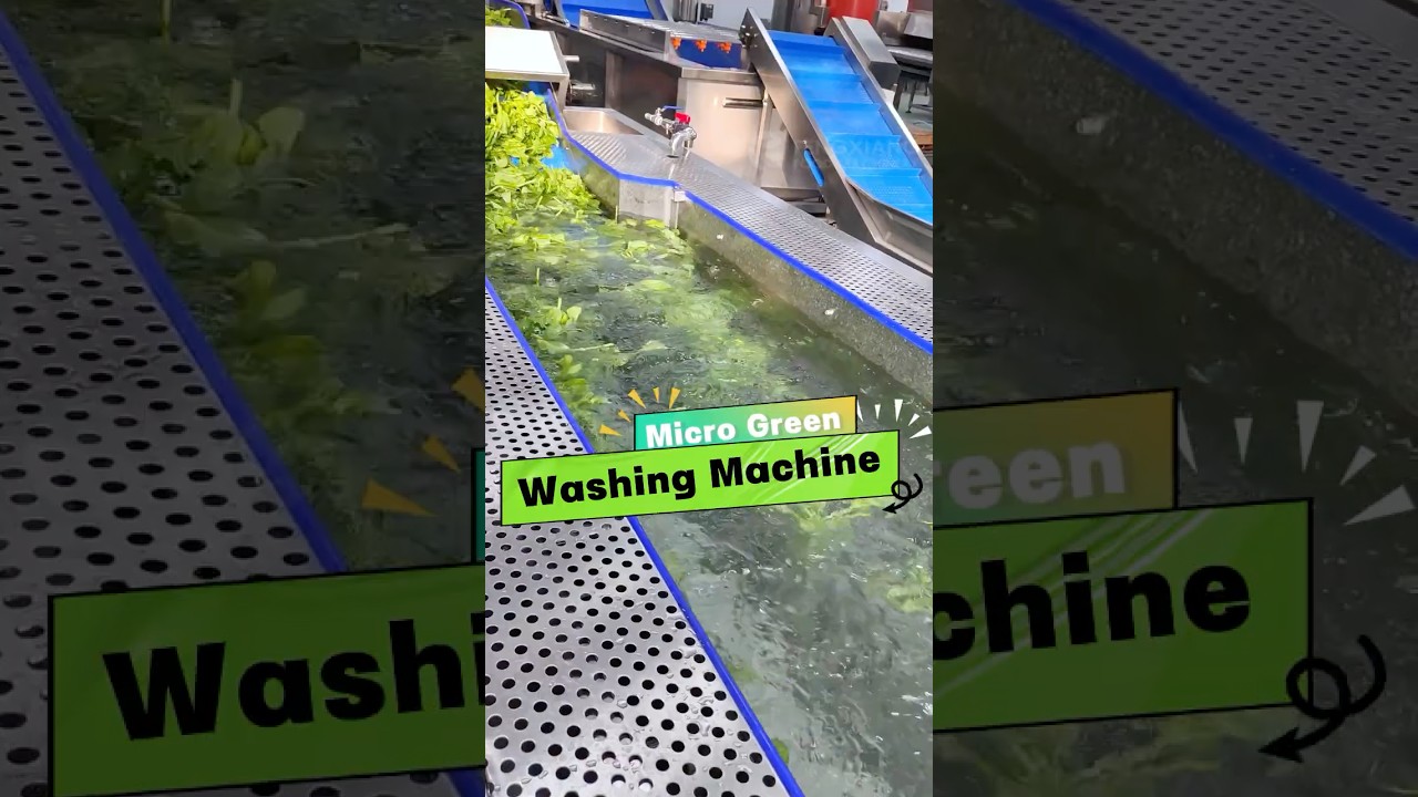 Micro Green Vegetable Washing Cleaning Dehydration Machine #microgreen #dehydration