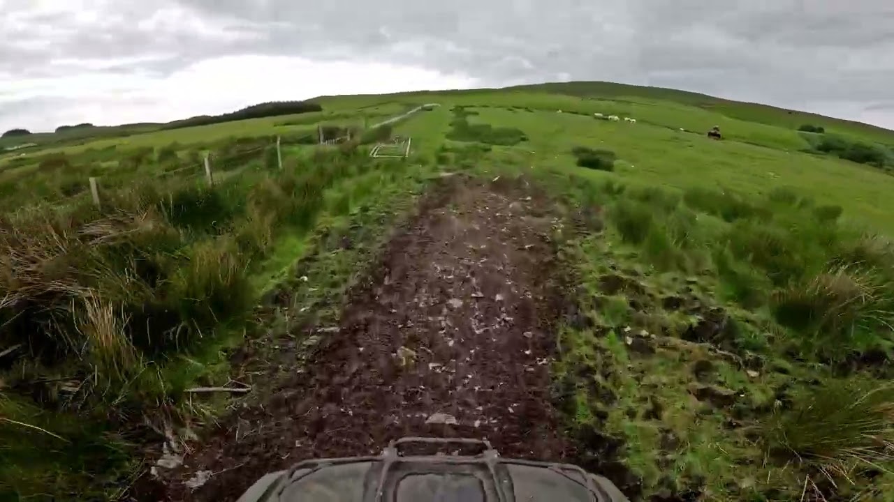 Sheep run
