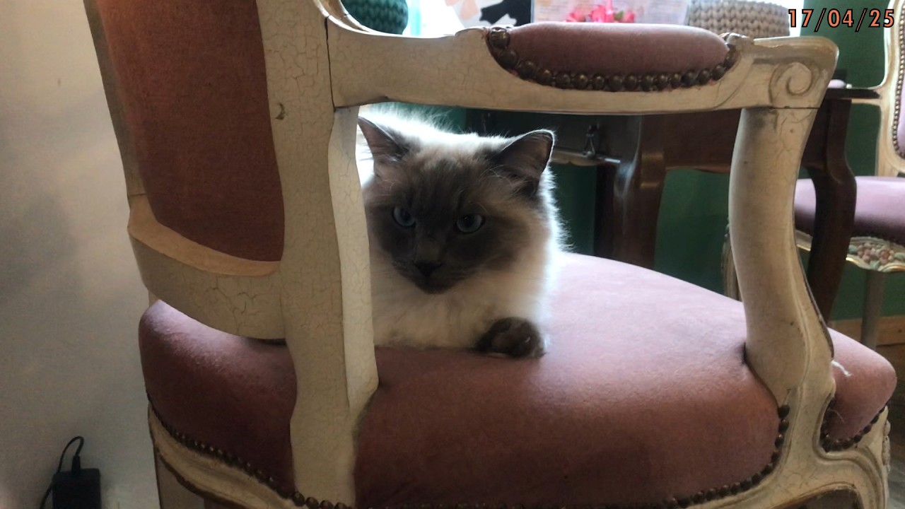 250409-250417_VLOG / 고양이. . .(　o=^•ェ•)o