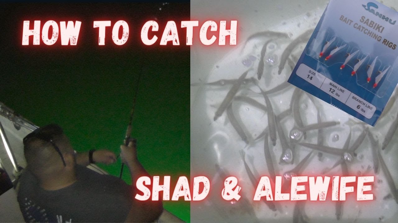 Sabiki Rig For Bait Fish