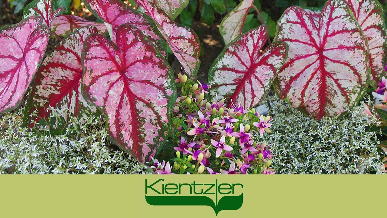 Bunt & exotisch:  Blattpflanze Kaladie HEART to HEART für Garten & Terrasse (auch als Kübelpflanze).