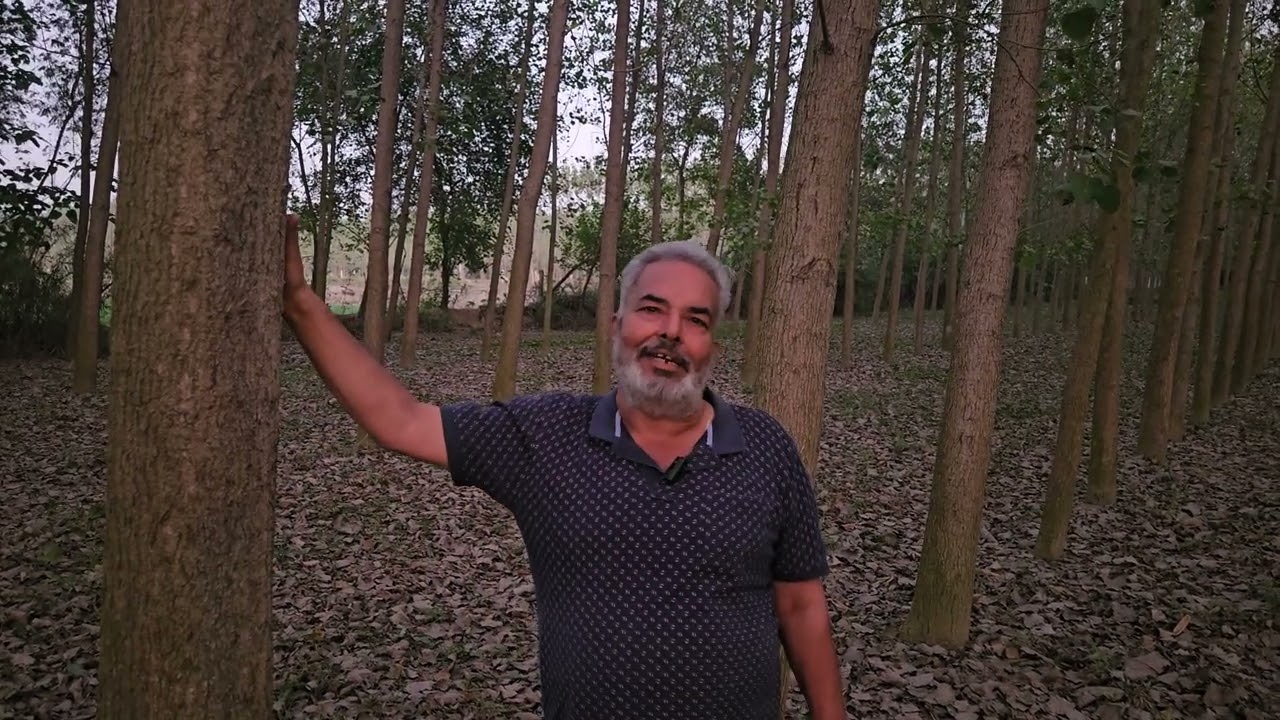 पॉपुलर का रेट 2026 के बाद कितना कम होगा 30 अनुभवी किसान पंजाब से दी सम्पूर्ण जानकारी A से Z तक 