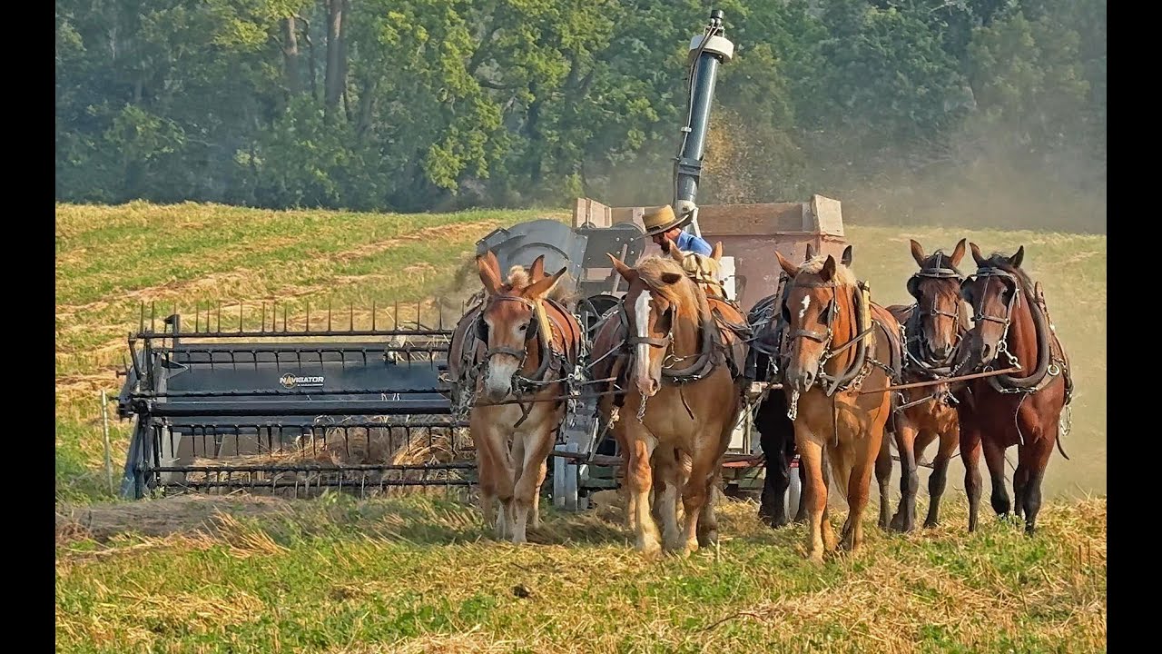 Horse Drawn Hitch on Pull-Type Combine