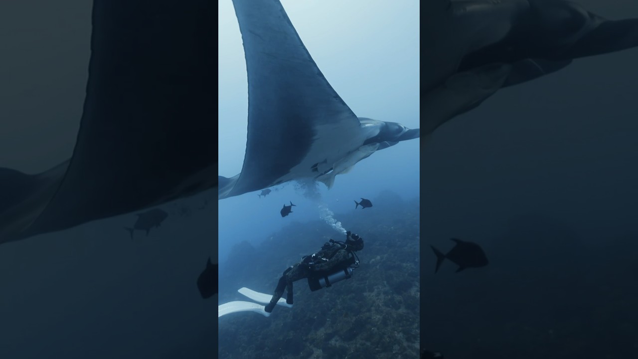 MANTARRAYAS GIGANTES AMAN LAS BURBUJAS 🫧😍#oceano #mantarraya #giantmantaray #shorts #burbujas #mar