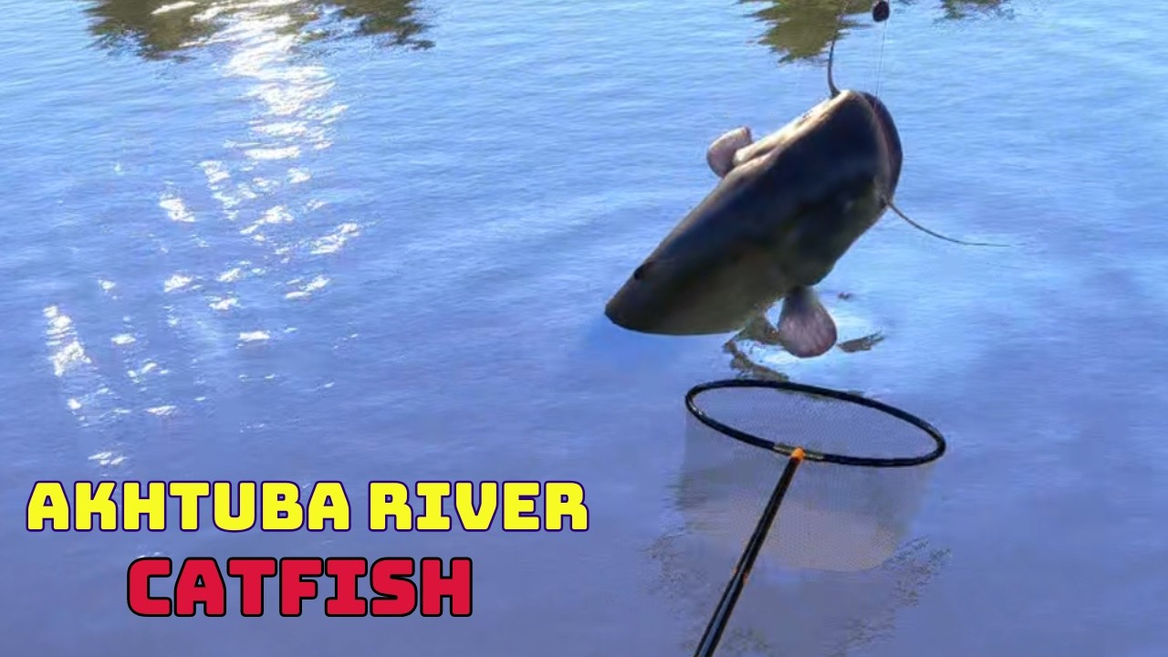 Russian Fishing 4 Catfish spot - one tu cały czas są ?  Akhtuba River #mjplay |