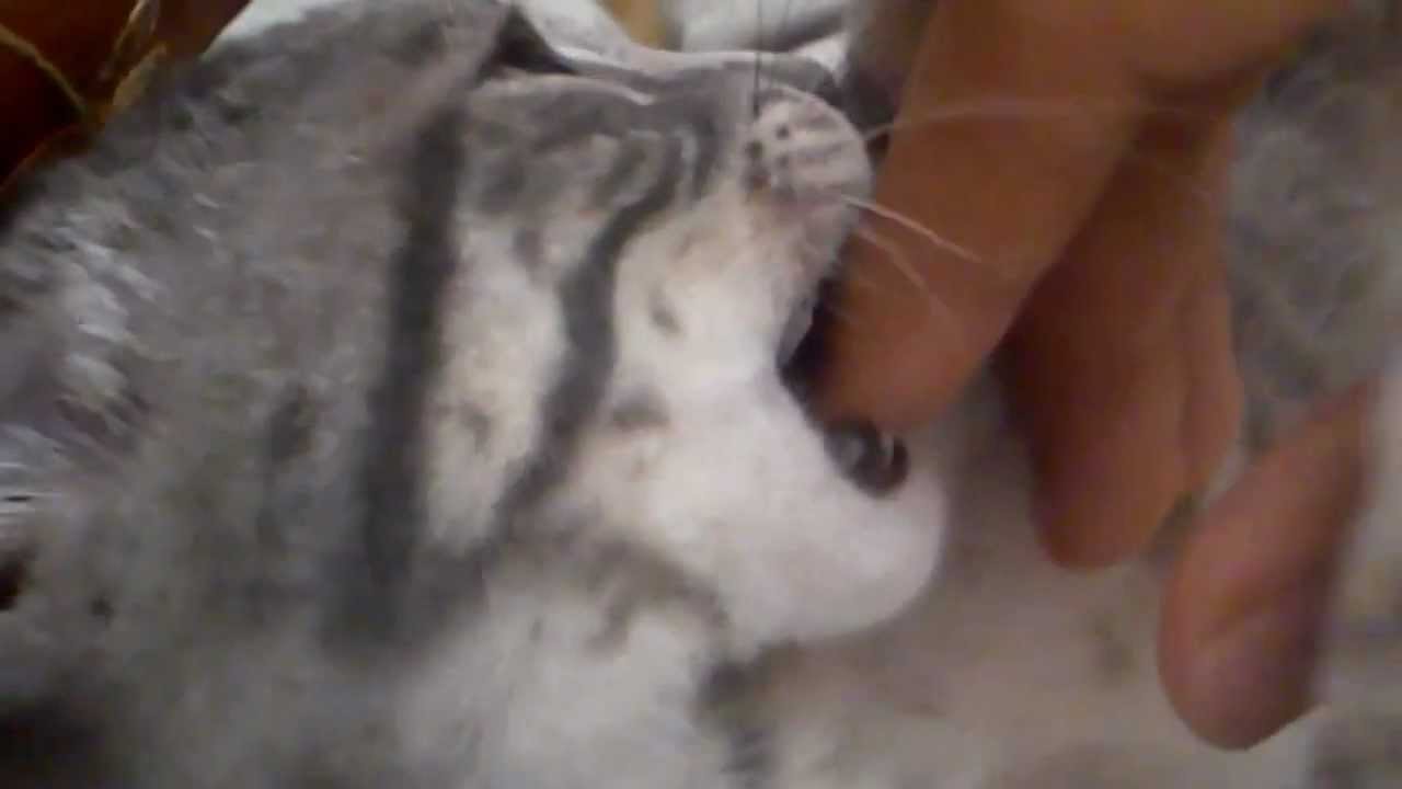 Gato Attack xD