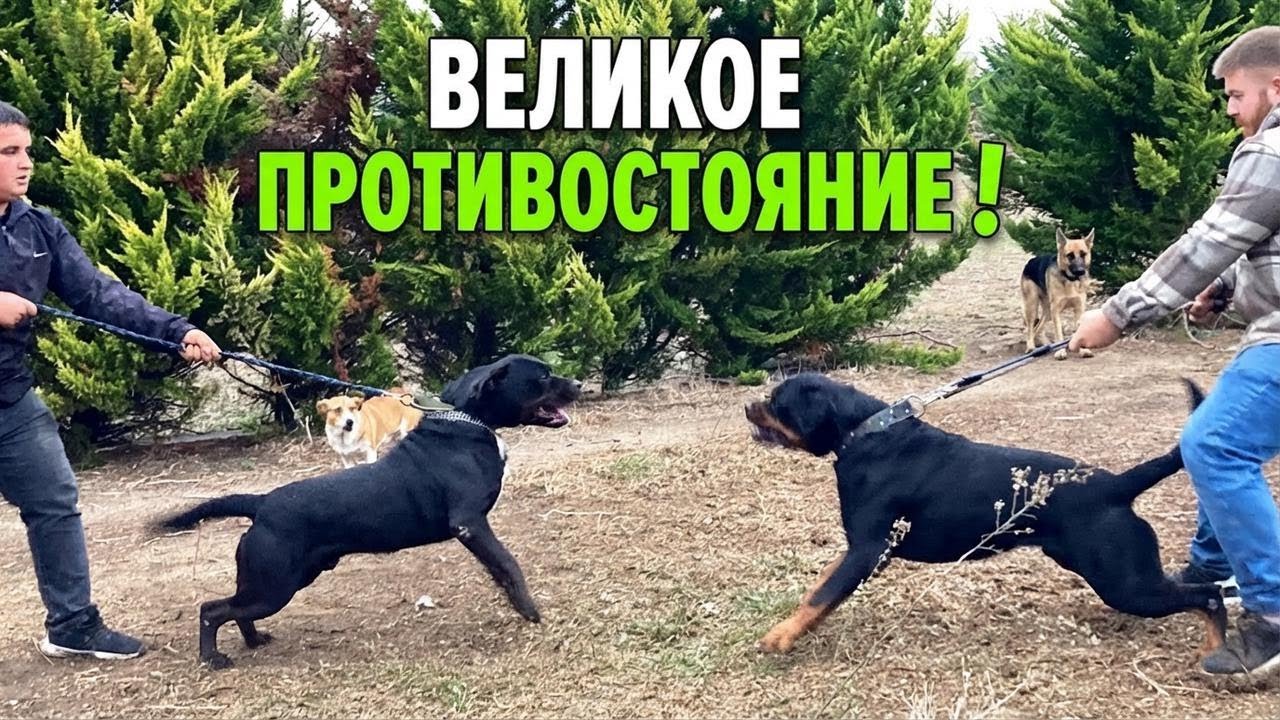 Ротвейлеры Диабло против Хадеса: эпичная битва!