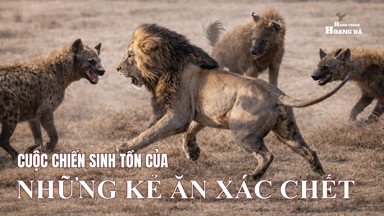 CUỐC CHIẾN SINH TỒN CỦA NHỮNG KẺ ĂN XÁC CHẾT Ở SAVANNA | Khám phá thế giới động vật hoang dã.