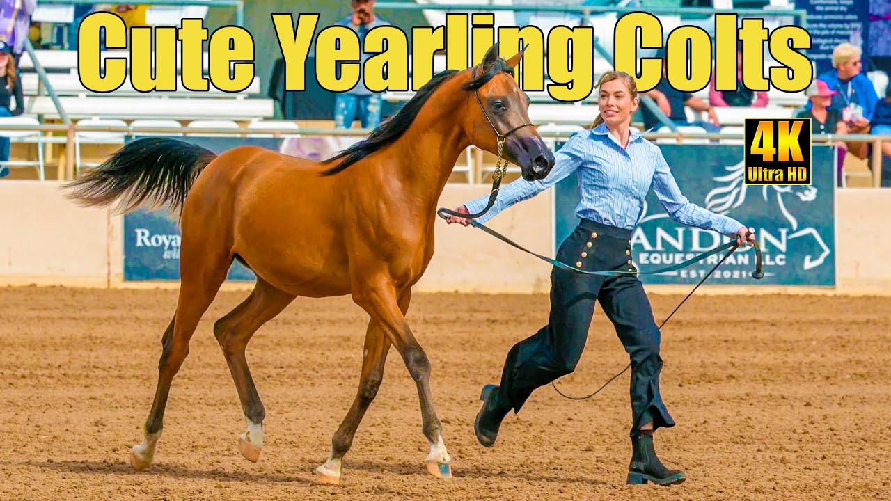 Arabian Yearling Colts at Scottsdale Arabian Horse Show